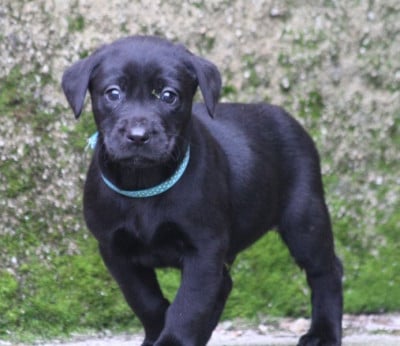 Les chiots de Labrador Retriever