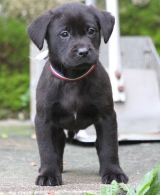 Les chiots de Labrador Retriever