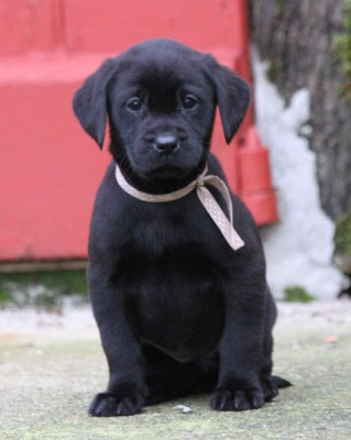 Les chiots de Labrador Retriever