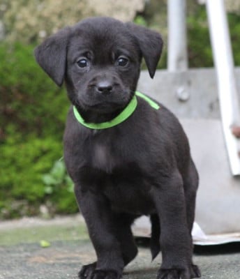 Les chiots de Labrador Retriever