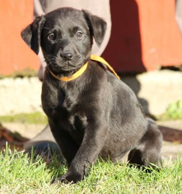 Les chiots de Labrador Retriever