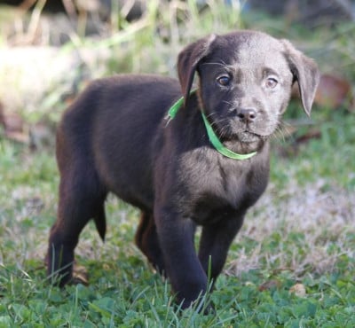 Les chiots de Labrador Retriever