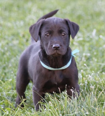 Les chiots de Labrador Retriever