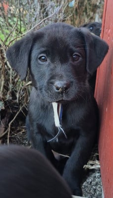 Les chiots de Labrador Retriever