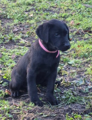 Les chiots de Labrador Retriever