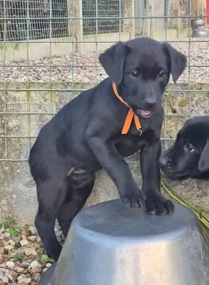 Les chiots de Labrador Retriever