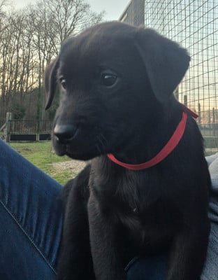 Les chiots de Labrador Retriever