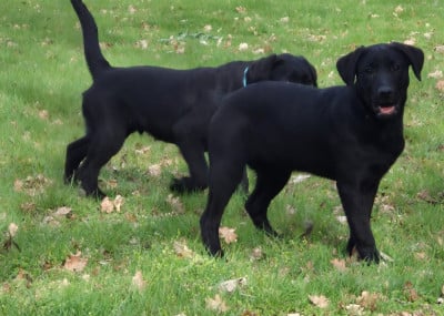 Les chiots de Labrador Retriever