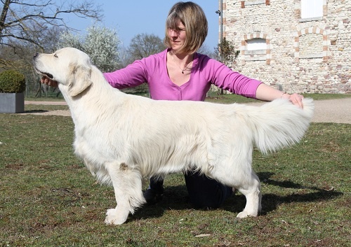 French music of Glen Sheallag - Classe ouverte : 1° Exc - CACS - CACIB