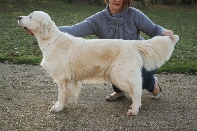 TR. CH. Tattle of Glen Sheallag - Classe travail : 1° Exc - CACS - CACIB