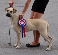 Étalon Cimarron Uruguayen - perro caracteristico Placido rosas