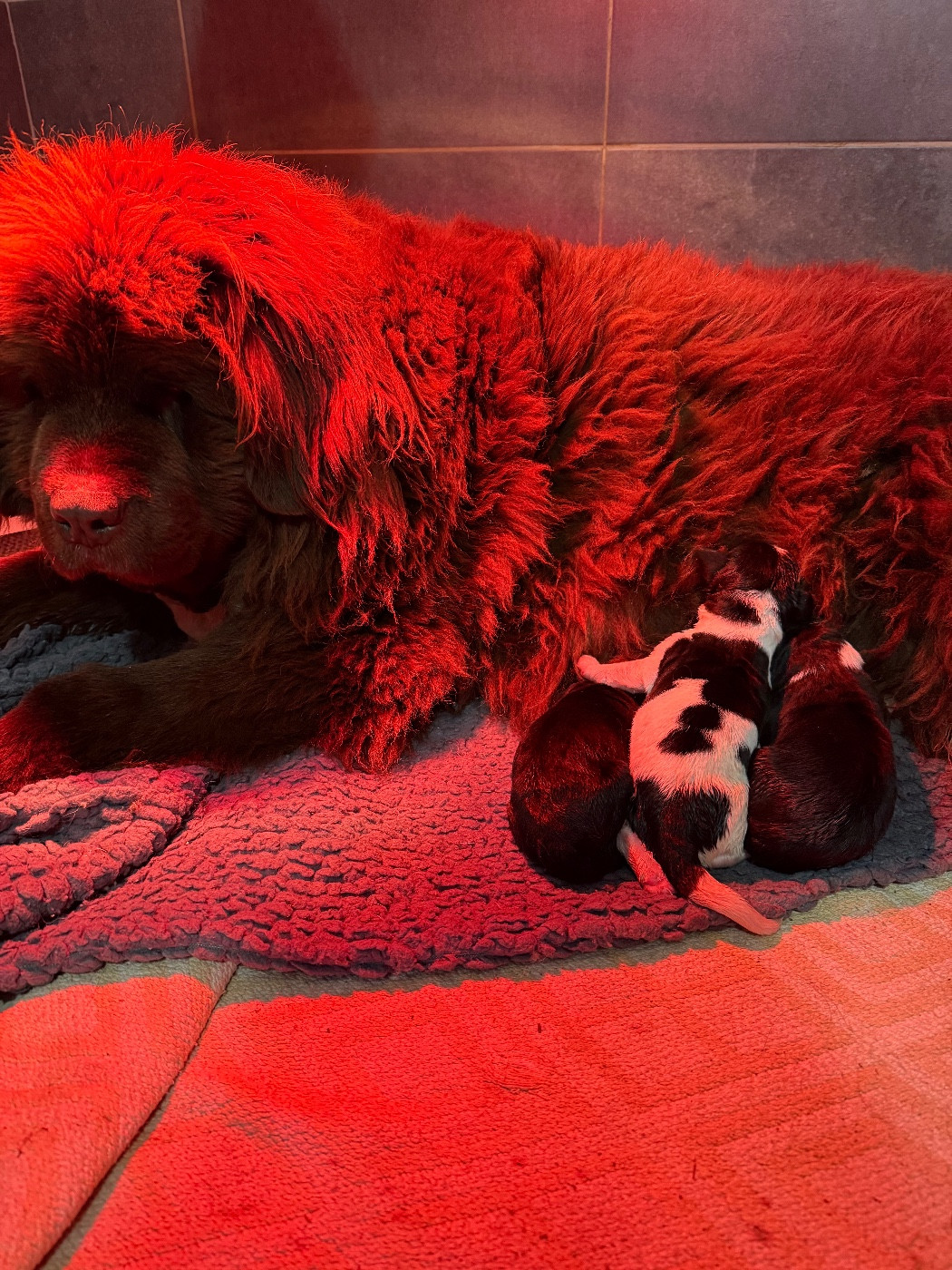 Terre-neuve - des Trésors de Radjah