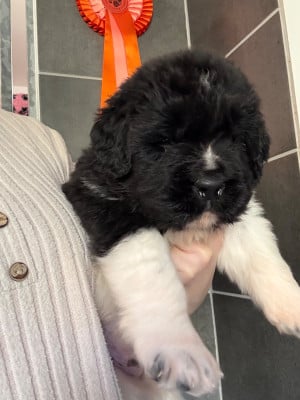 Les chiots de Terre-neuve