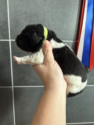 Les chiots de Terre-neuve