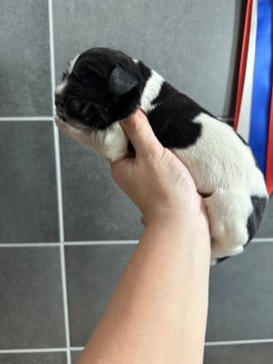 Les chiots de Terre-neuve