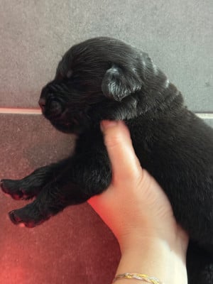 Les chiots de Terre-neuve