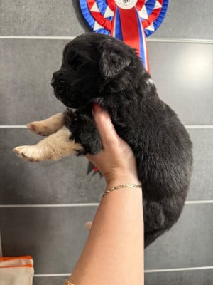 Les chiots de Terre-neuve