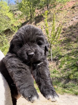 Les chiots de Terre-neuve