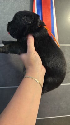 Les chiots de Terre-neuve