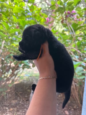 Les chiots de Terre-neuve