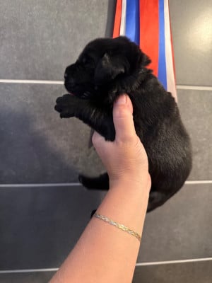 Les chiots de Terre-neuve