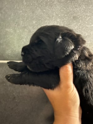 Les chiots de Terre-neuve