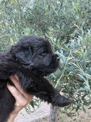 Les chiots de Terre-neuve