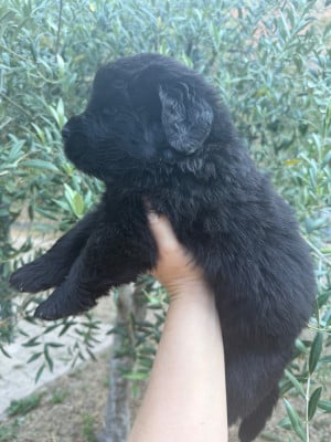 Les chiots de Terre-neuve
