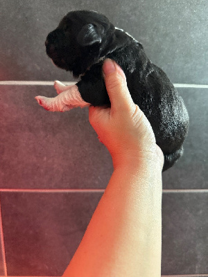 Les chiots de Terre-neuve