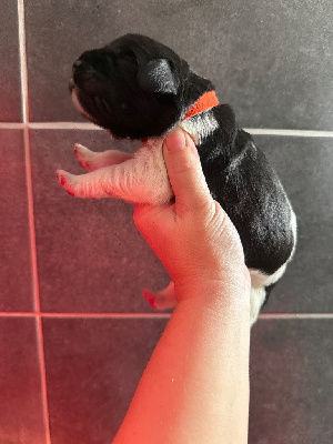 Les chiots de Terre-neuve