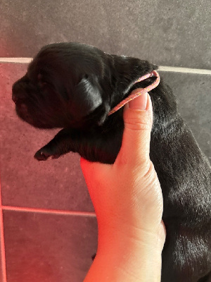 Les chiots de Terre-neuve