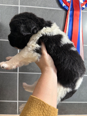 Les chiots de Terre-neuve