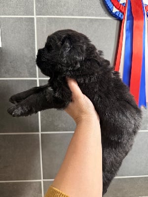 Les chiots de Terre-neuve