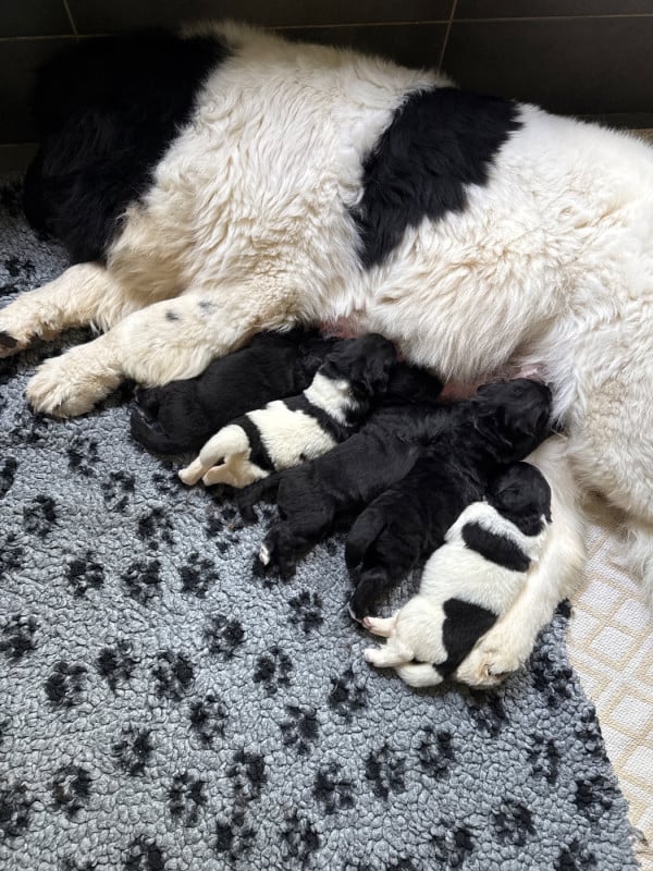 Terre-neuve - des Trésors de Radjah