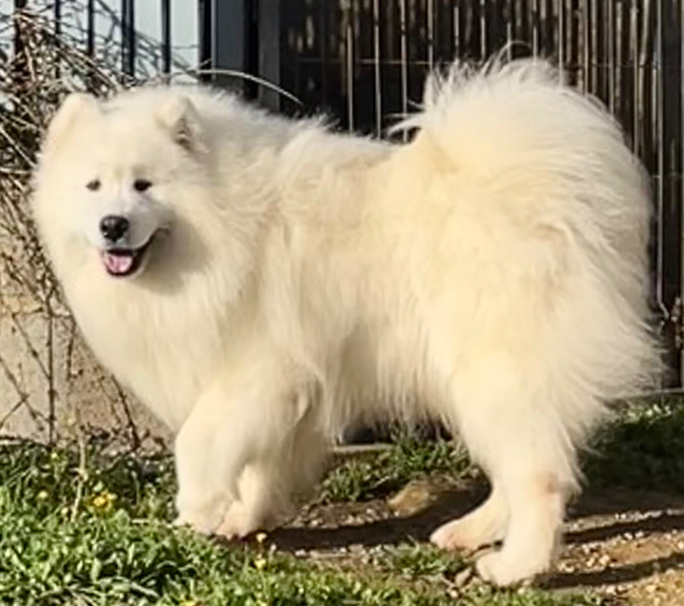 Peter pan du domaine Lecordy