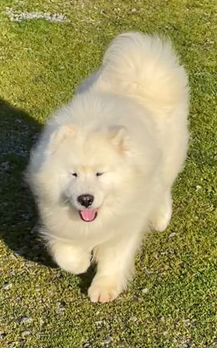 Peter pan du domaine Lecordy