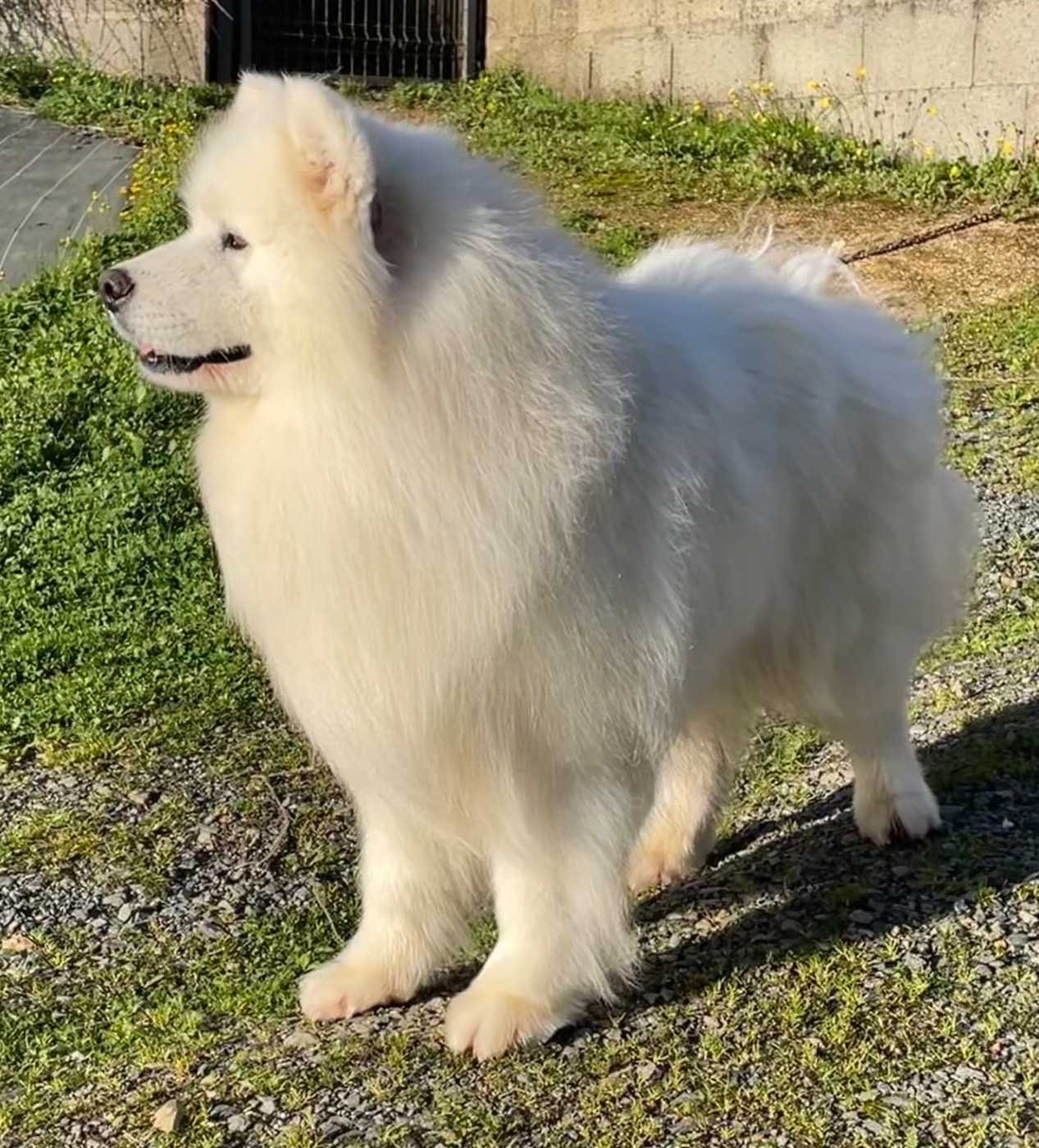 Peter pan du domaine Lecordy