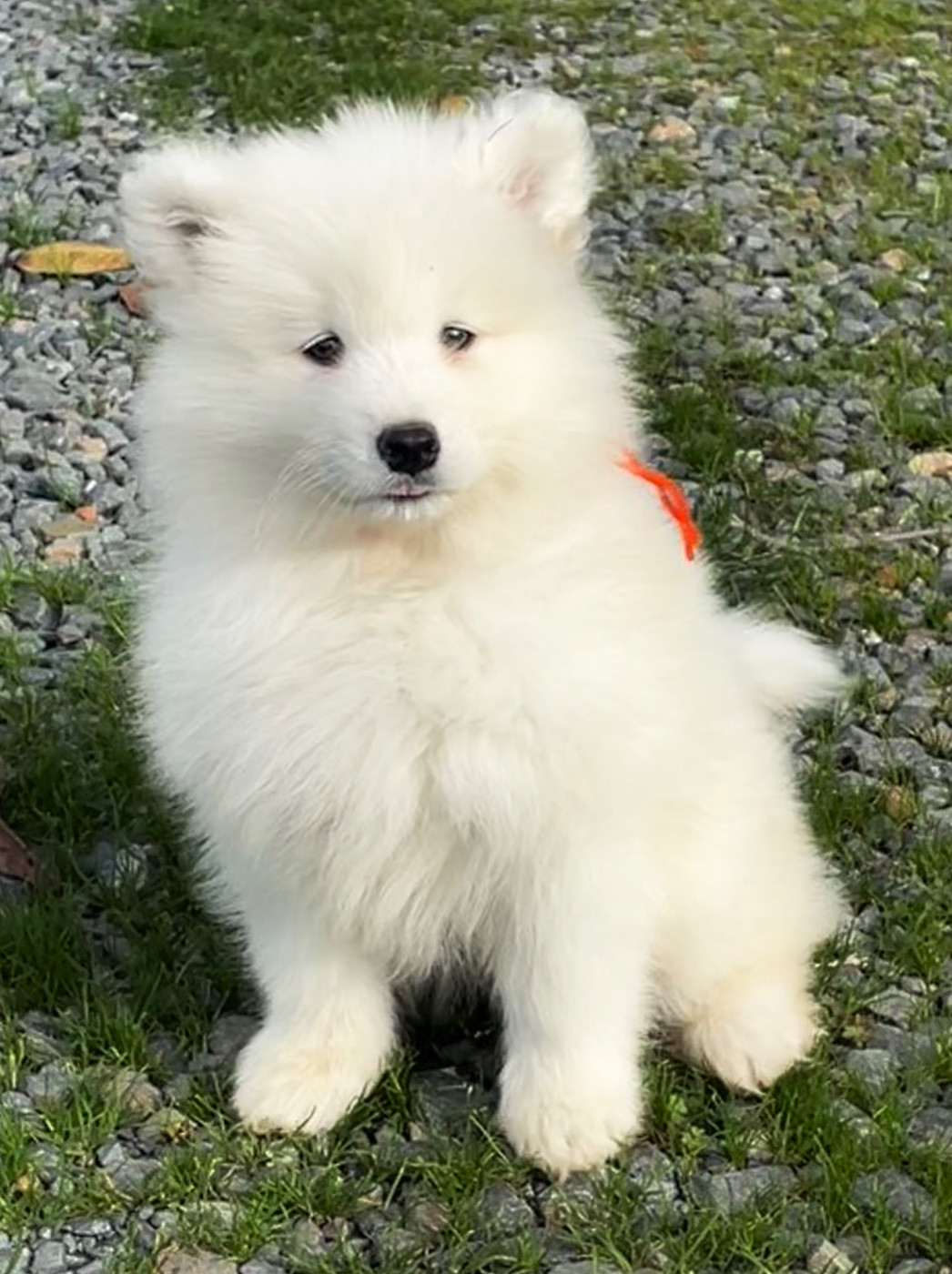 Collier orange - Samoyède