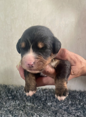 Les chiots de Bouvier Bernois