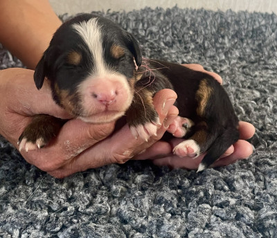 Les chiots de Bouvier Bernois