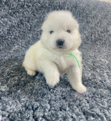 Les chiots de Samoyède