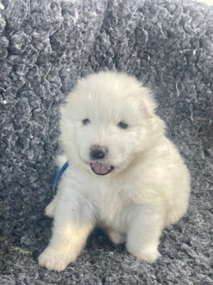 Les chiots de Samoyède