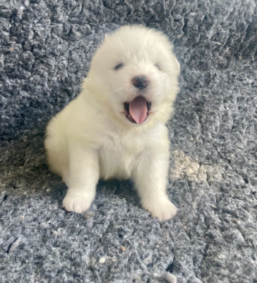 Les chiots de Samoyède