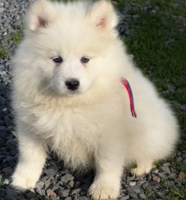 Les chiots de Samoyède