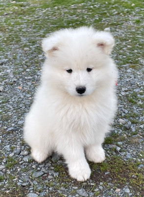 Les chiots de Samoyède