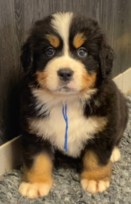 Les chiots de Bouvier Bernois