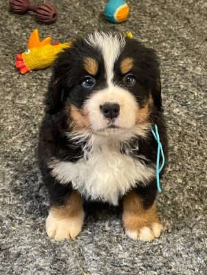 Les chiots de Bouvier Bernois