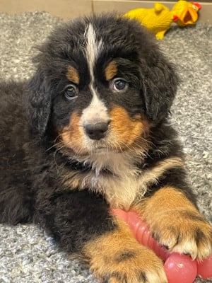 Les chiots de Bouvier Bernois