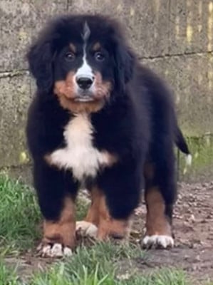 Les chiots de Bouvier Bernois