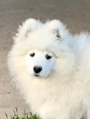 Collier rose - Samoyède